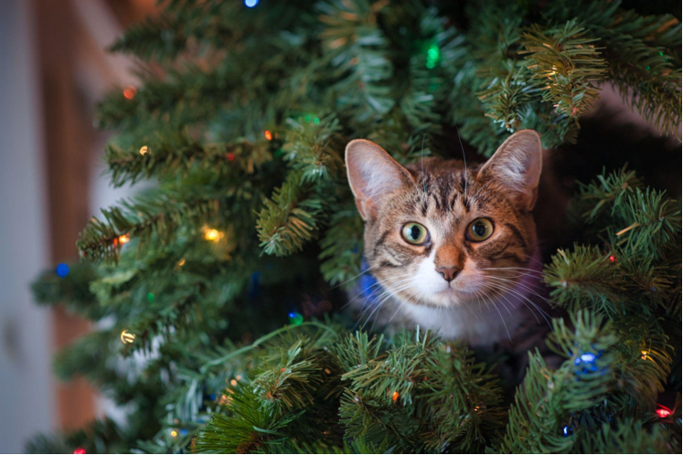 Choosing the Perfect Christmas Tree